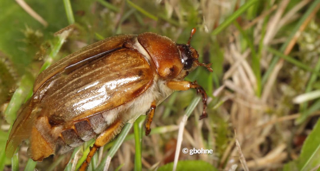 Chafer Beetles Series – Life Cycle and Timeline