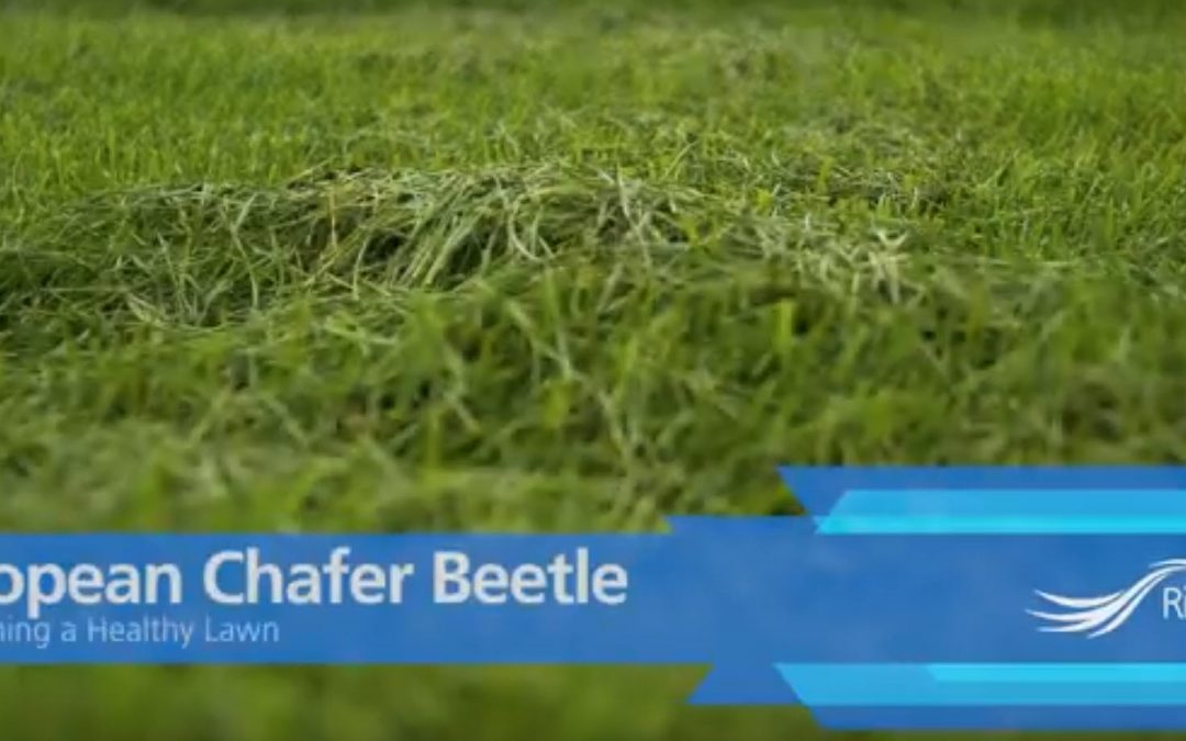 City of Richmond – Chafer Beetles – Maintaining a Healthy Lawn