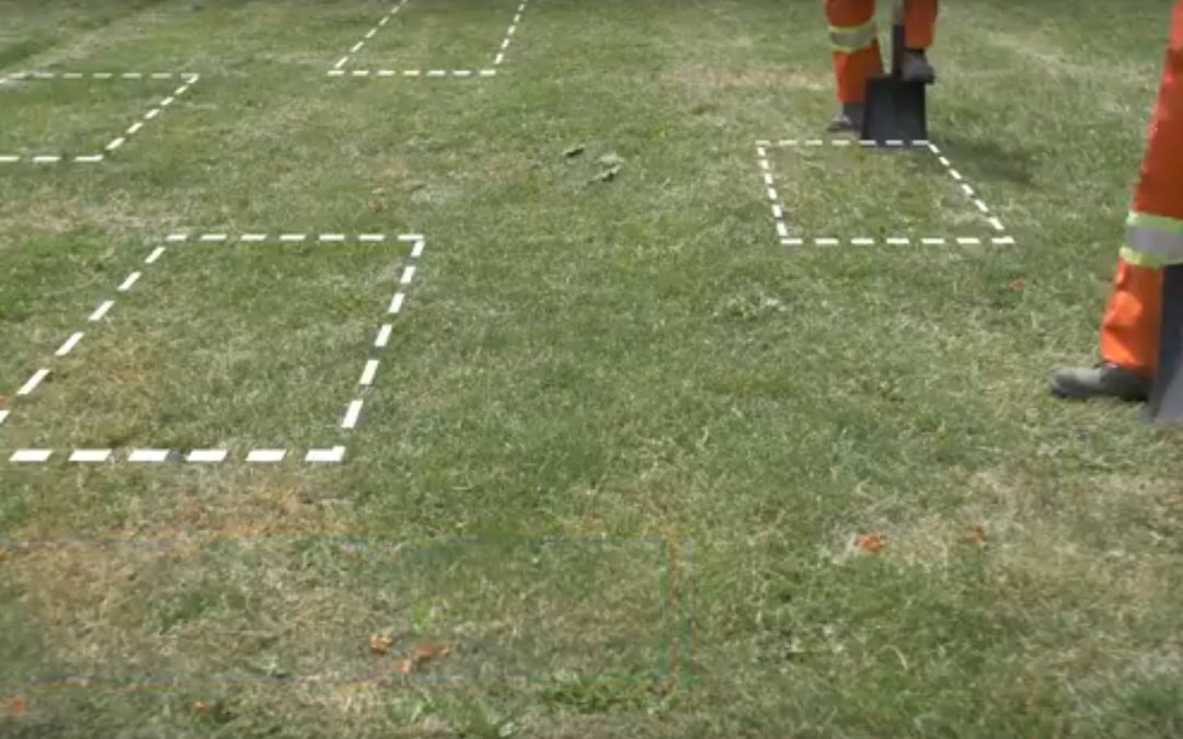 Natural Solutions to Chafer Beetle Damage